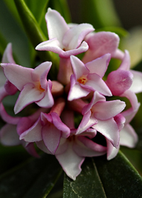 Daphne odora 'Zuiko Nishiki'